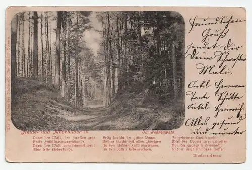 Heide-und Moorbilder IV // Im Föhrenwald. jahr 1899