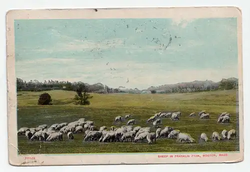 Sheep in Franklin Park, Boston, Mass.