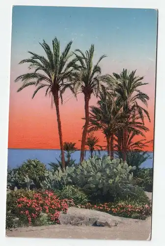 Italy - Edit. Brunner & C., Como - Old palm
