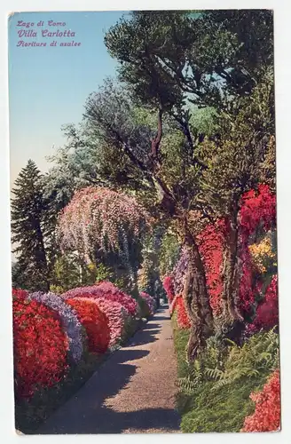 Lago di Como. Villa Carlotta. Fioriture di azalee.