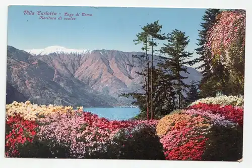Villa Carlotta - Lago di Como. Fioritura di azalee.