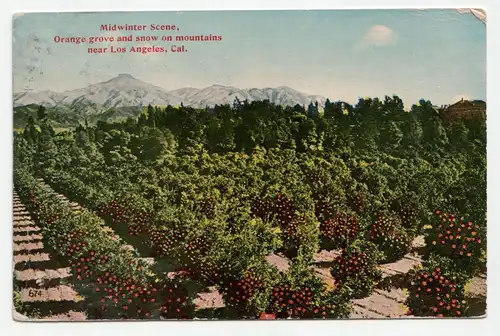 Midwinter Scene, Orange grove and snow on mountains near Los Angeles. Year 1913