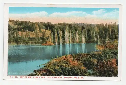 Beaver Dam, Near Mammoth Hot Springs, Yellowstone Park.