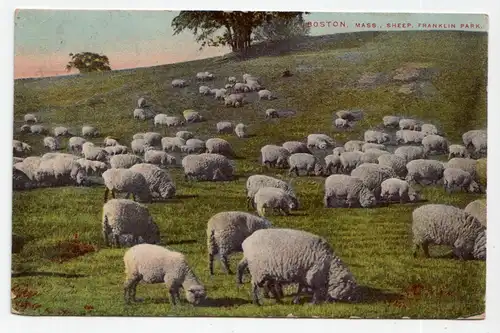 Boston, Mass. Sheep. Franklin Park. year 1911