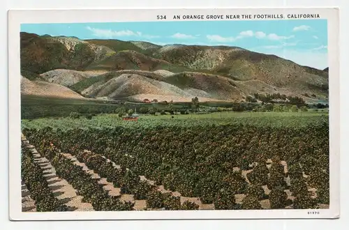 An Orange Grove Near The Foothills, California