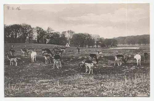 Fra Dyrehaven. jahr 1906