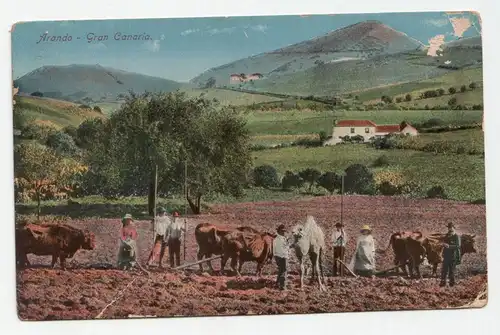 Arando - Gran Canaria.