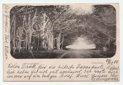 Waringinlaan. Buitenzorg. jahr 1901