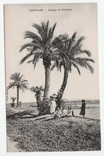 Carthage - Groupe de Palmiers.