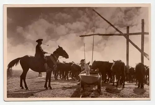 Budapest. Horsehirt on  Hortobagy