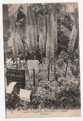 Souvenirs d Expositions d Horticulture. Paris. Eremurus.