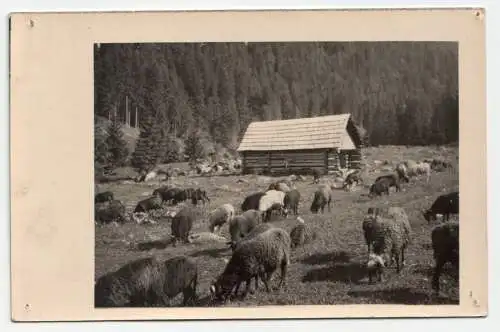 Tiere in den Bergen, alte Postkarte