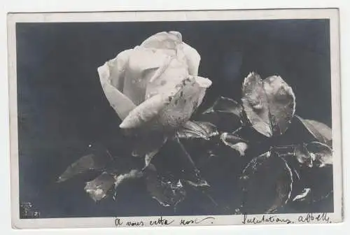 Luzern. Weiße Rose. jahr 1906