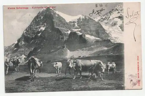 Kleine Scheidegg - Kuhherde am Eiger. jahr 1906