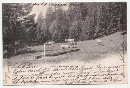 Paturage du Jura. jahr 1905