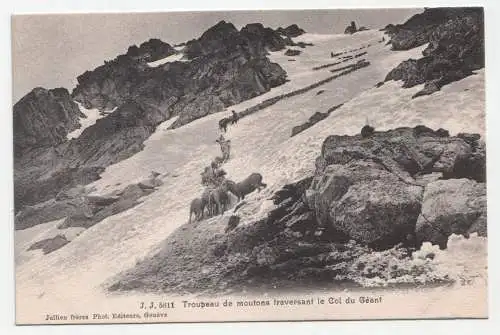 Troupeau de moufons traversant le Col du Geant