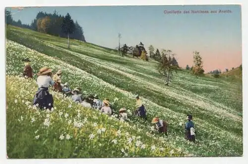 Cueillette des Narcisses aux Avants.