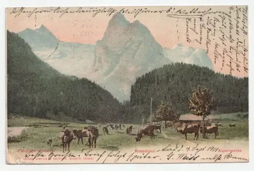 Paturage alpestre. Rosenlaui. Alpenweide. jahr 1901