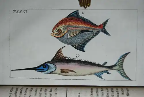 Wilhelm - Unterhaltungen aus der Naturgeschichte - Fische - 1812