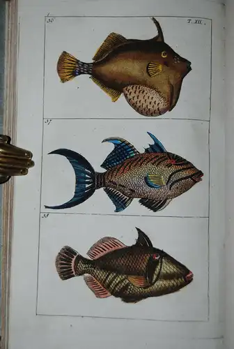 Wilhelm - Unterhaltungen aus der Naturgeschichte - Fische - 1812