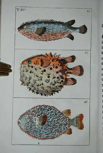 Wilhelm - Unterhaltungen aus der Naturgeschichte - Fische - 1812