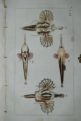 Wilhelm - Unterhaltungen aus der Naturgeschichte - Fische - 1812