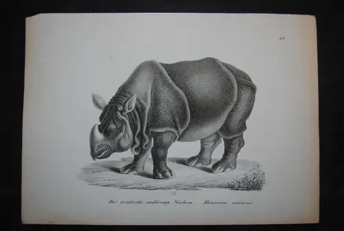Schinz - Lithographie - Nashörner - 2 Blätter - ca. 1827