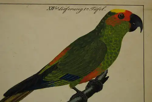 Feuerköpfiger Papagei – Altkolor. Lithographie – Um 1830