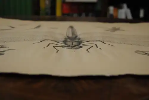 Libelle – Lithographie um 1850 – Riesenformat