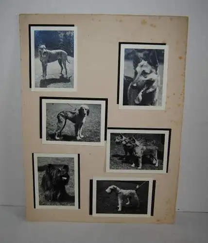 Will Burgdorf - Hunde - Photographien - um 1935