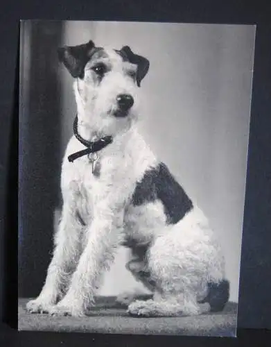 Will Burgdorf - Foto - Hund - Terrier - um 1935