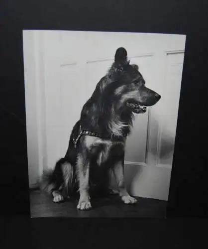 Will Burgdorf - Foto - Hund - um 1935