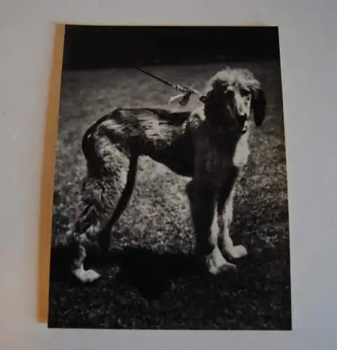Will Burgdorf - Foto - Hund - um 1935