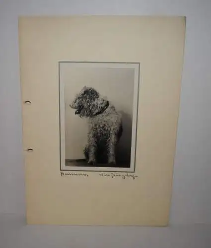 Will Burgdorf - Foto - Welsh Terrier- Hund - um 1935
