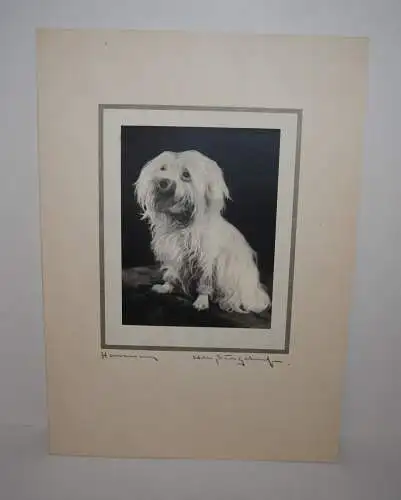 Will Burgdorf - Foto - Malteser - Hund - um 1935