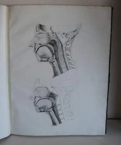 Oesterreicher`s anatomische Steinstiche - Eingeweide d. menschl. Körpers - 1829