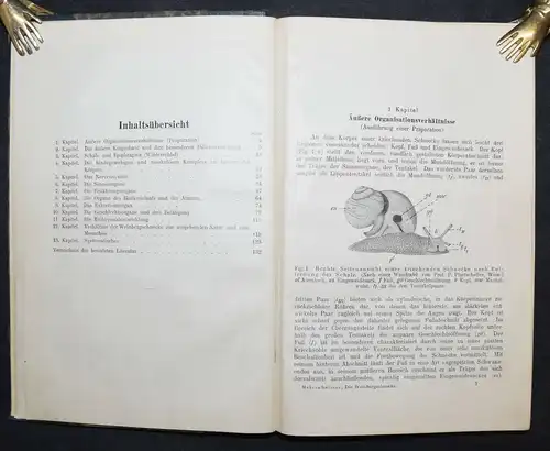DIE WEINBERGSCHNECKE - ERSTE UND EINZIGE AUSGABE - 1912 - MOLLUSKEN