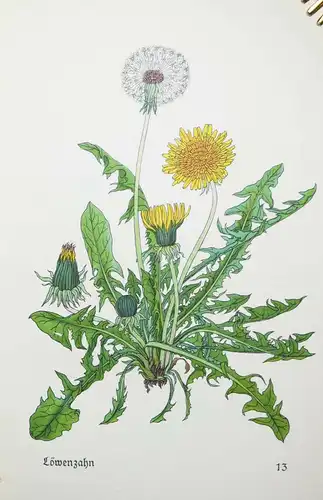 Insel-Bücherei Nr. 281 – Koch, Das kleine Blumenbuch SELTENE VORZUGSAUSGABE