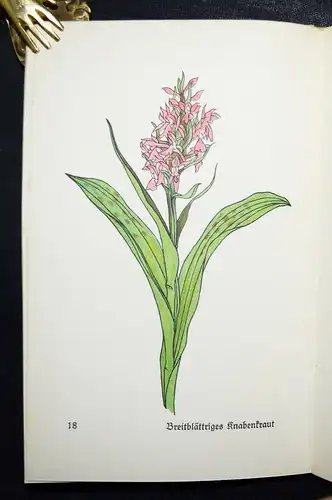 Insel-Bücherei Nr. 281 – Koch, Das kleine Blumenbuch SELTENE VORZUGSAUSGABE
