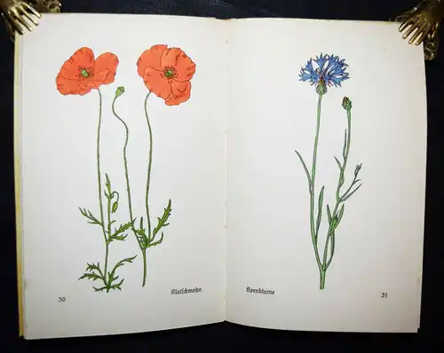 Insel-Bücherei Nr. 281 – Koch, Das kleine Blumenbuch SELTENE VORZUGSAUSGABE