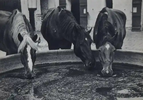 Kertesz, Nos amies les betes SIGNIERT WIDMUNGSEXEMPLAR TIERPHOTOGRAPHIE TIERE