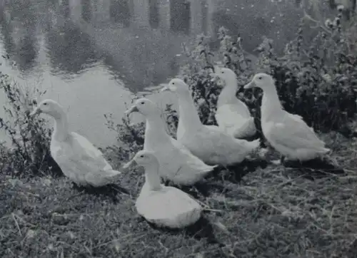 Kertesz, Nos amies les betes SIGNIERT WIDMUNGSEXEMPLAR TIERPHOTOGRAPHIE TIERE