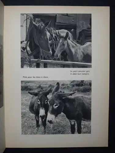 Kertesz, Nos amies les betes SIGNIERT WIDMUNGSEXEMPLAR TIERPHOTOGRAPHIE TIERE