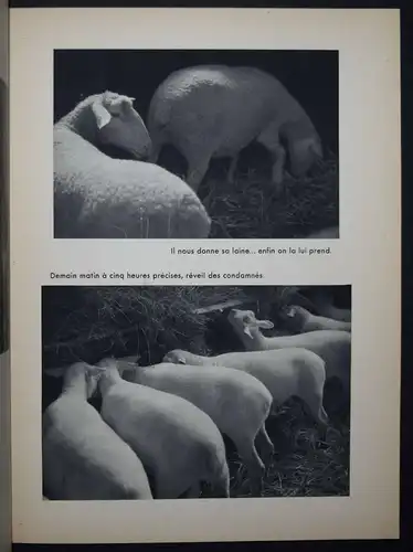 Kertesz, Nos amies les betes SIGNIERT WIDMUNGSEXEMPLAR TIERPHOTOGRAPHIE TIERE