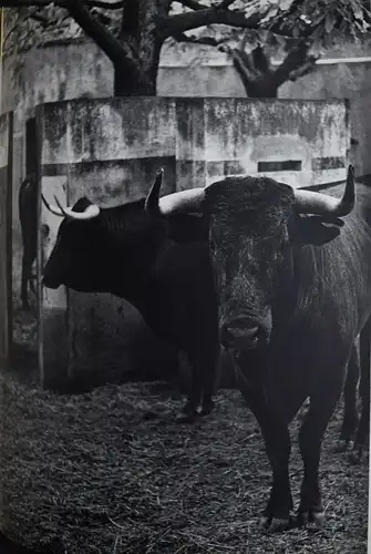 Morath – Aubier, Guerre à la tristesse (1955) SIGNIERT + 1 ORIG.-Photographie