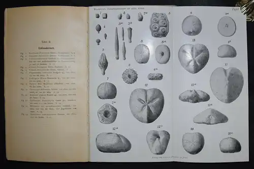 Die wichtigsten Tierversteinerungen von Karl Wanderer mit 12 Tafeln - 1909