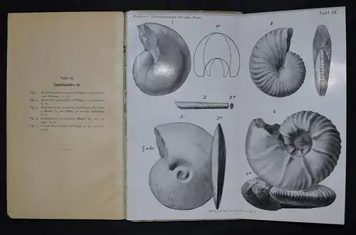 Die wichtigsten Tierversteinerungen von Karl Wanderer mit 12 Tafeln - 1909