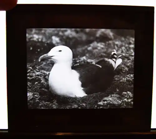 Stoedtner, Vögel. 15 GLASDIAS 1920 - DIAS - ORNITHOLOGIE - VOGELKUNDE - ZOOLOGIE