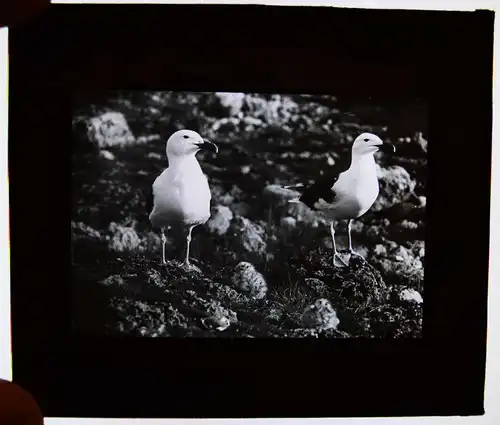 Stoedtner, Vögel. 15 GLASDIAS 1920 - DIAS - ORNITHOLOGIE - VOGELKUNDE - ZOOLOGIE