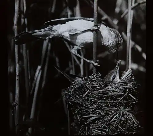 Stoedtner, Vögel. 15 GLASDIAS 1920 - DIAS - ORNITHOLOGIE - VOGELKUNDE - ZOOLOGIE